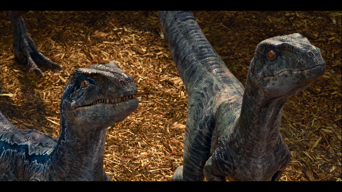 Jurassic World Velociraptors Close-Up Scene