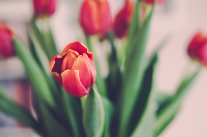 4K Tulips
