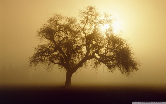 Bare tree in fog with sun shining through branches