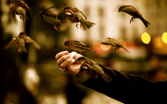 Sparrows feeding from a hand