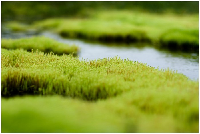 Close-up of mossy wetland with shallow water