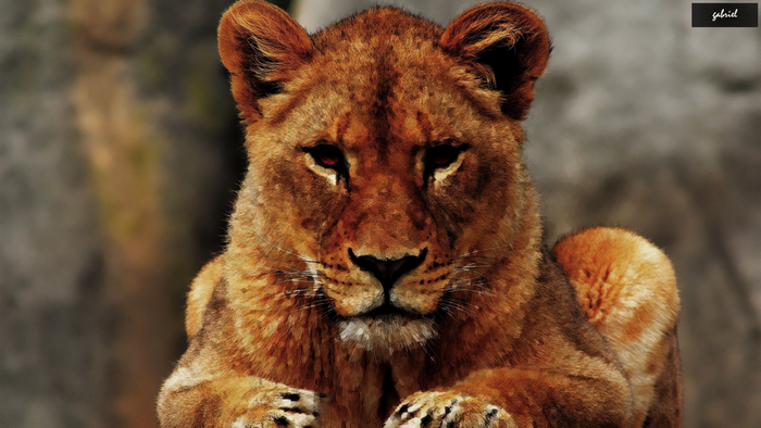 Close up of a lion with red eyes