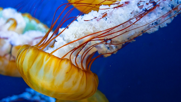 Japanese Sea-Nettle Jellyfish in Blue Water