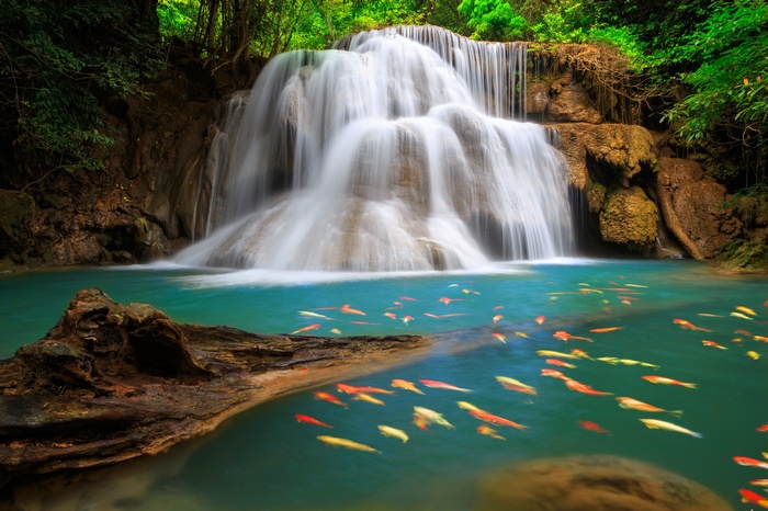 Waterfall with Koi Fish in Forest