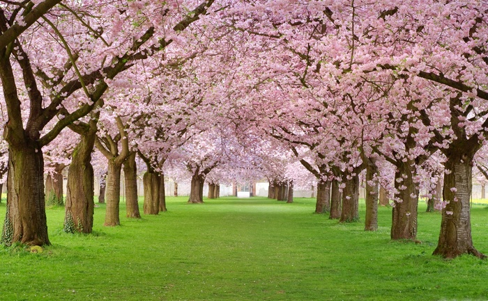 Park with blooming cherry blossom trees in 4K