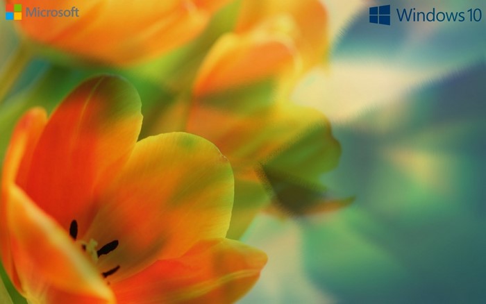 Close-up of Orange Tulips with Sunlight