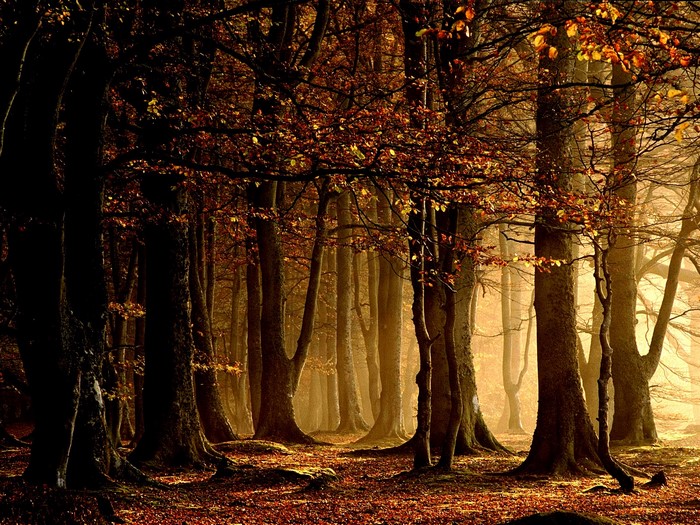 Sunlight filtering through autumn trees in a forest