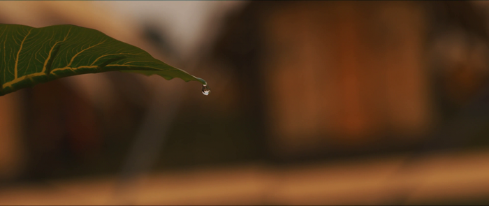 Close up of a leaf with a water droplet