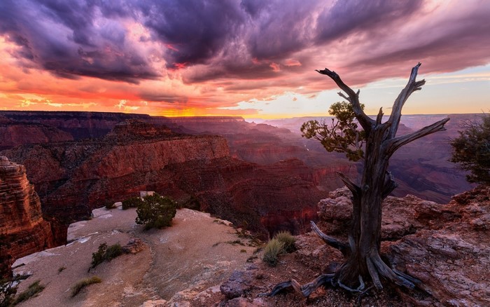 Grand Canyon at Sunset with Dead Tree