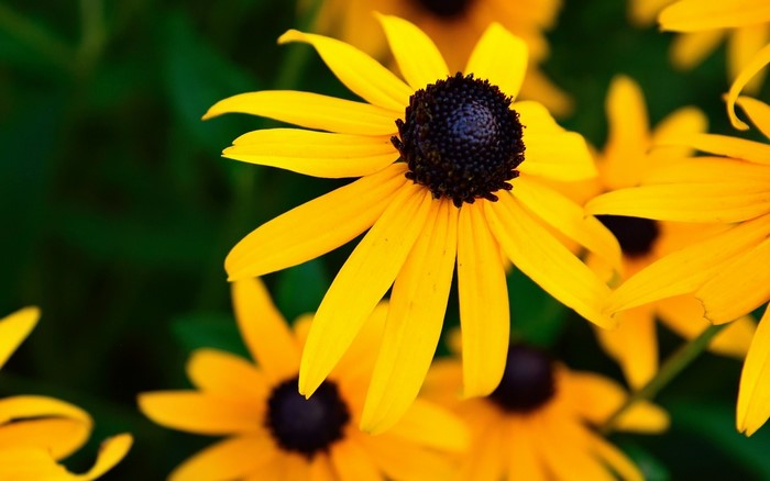 Close-up of yellow Black-Eyed Susan flowers