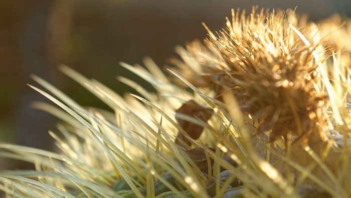 Close-up of a dried plant with sharp leaves