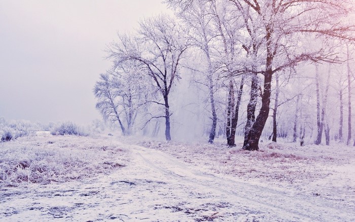 Snowy forest landscape with a path and mist