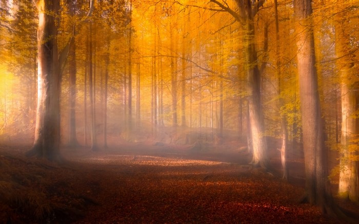 Sunlight filtering through autumn trees in a misty forest