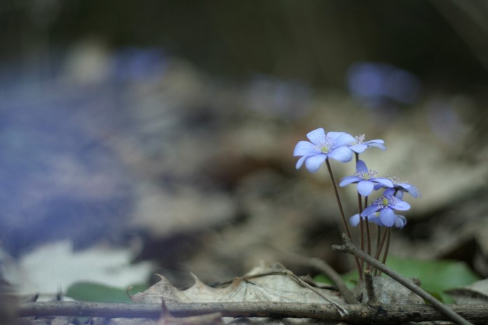Blue wildflowers on a forest floor with fallen leaves