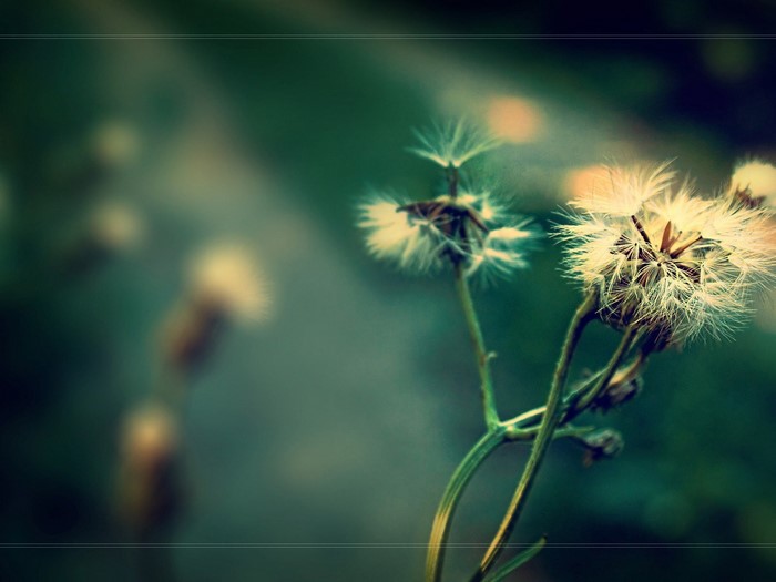 Close-up of dandelions with soft green background