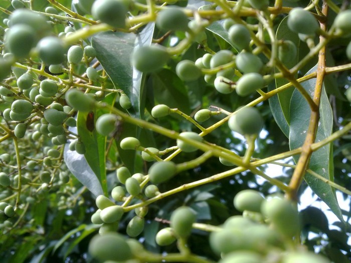 Green unripe fruits on a branch with leaves