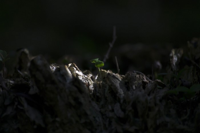 A tiny green sprout emerges from decaying wood