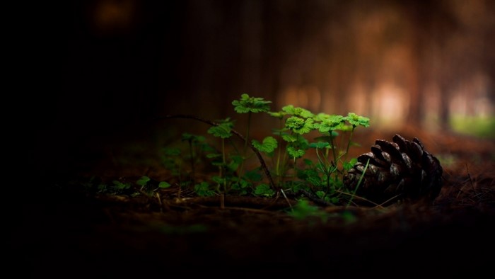 Sunlit Forest Floor with Green Plants and Pine Cone