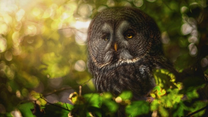 Great Grey Owl perched among green leaves