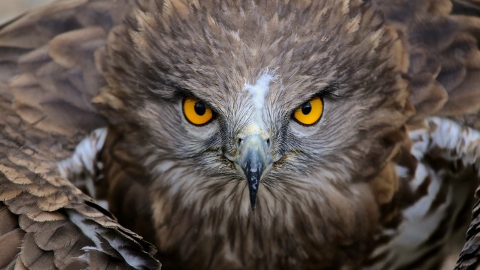 Close-up of a Fierce Eagle with Bright Yellow Eyes