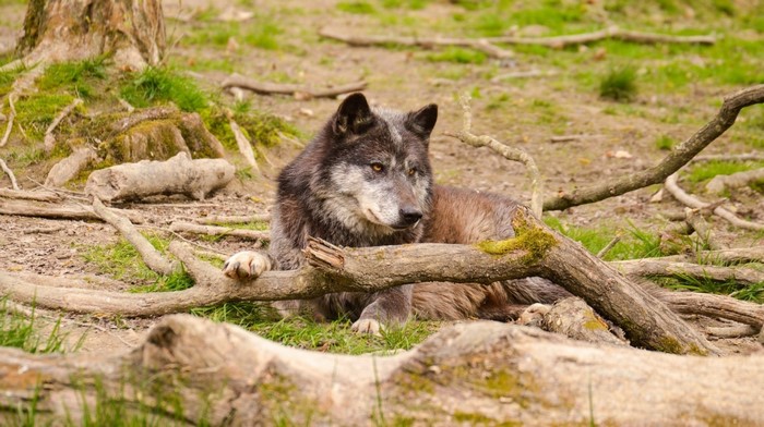Wolf lying on a log in a forest