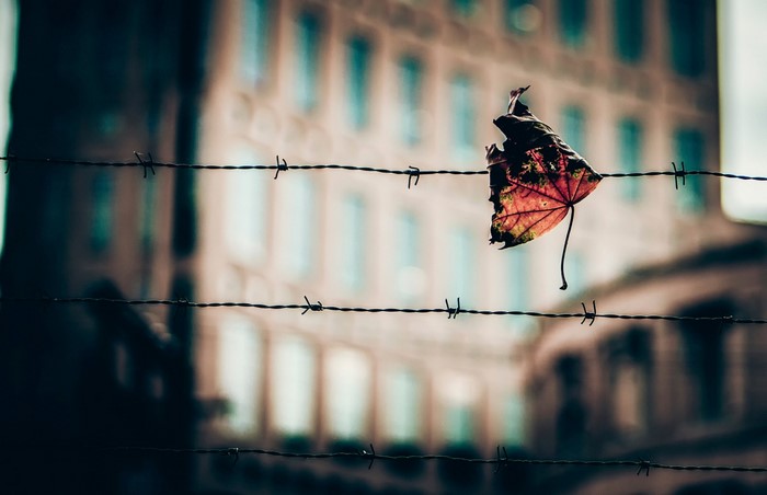 A single autumn leaf caught on barbed wire