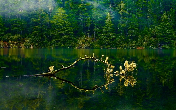 Forest reflected in a calm lake with a fallen branch