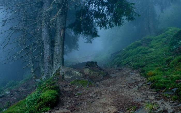 Misty forest path with mossy hills and trees