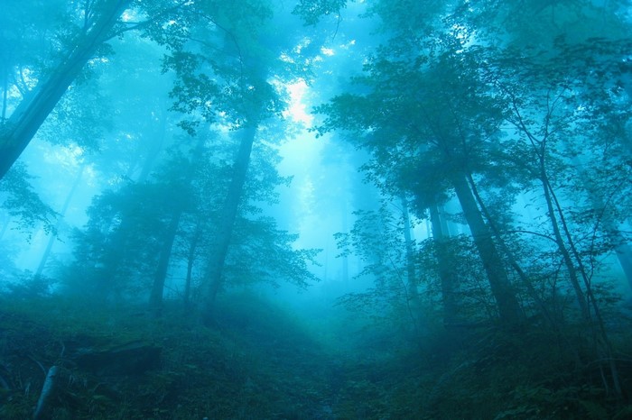 Misty forest with sunlight filtering through trees
