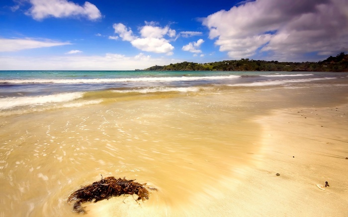 Sandy beach with waves and seaweed