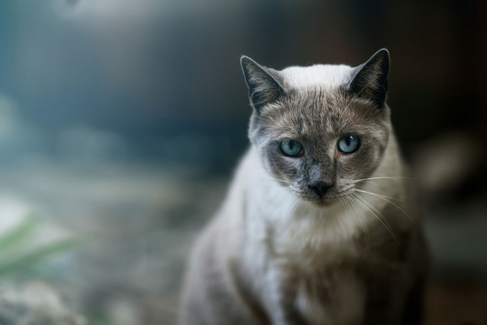 Siamese cat with blue eyes looking forward