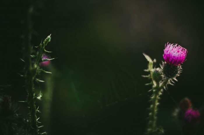 Close up of a pink thistle flower with thorns