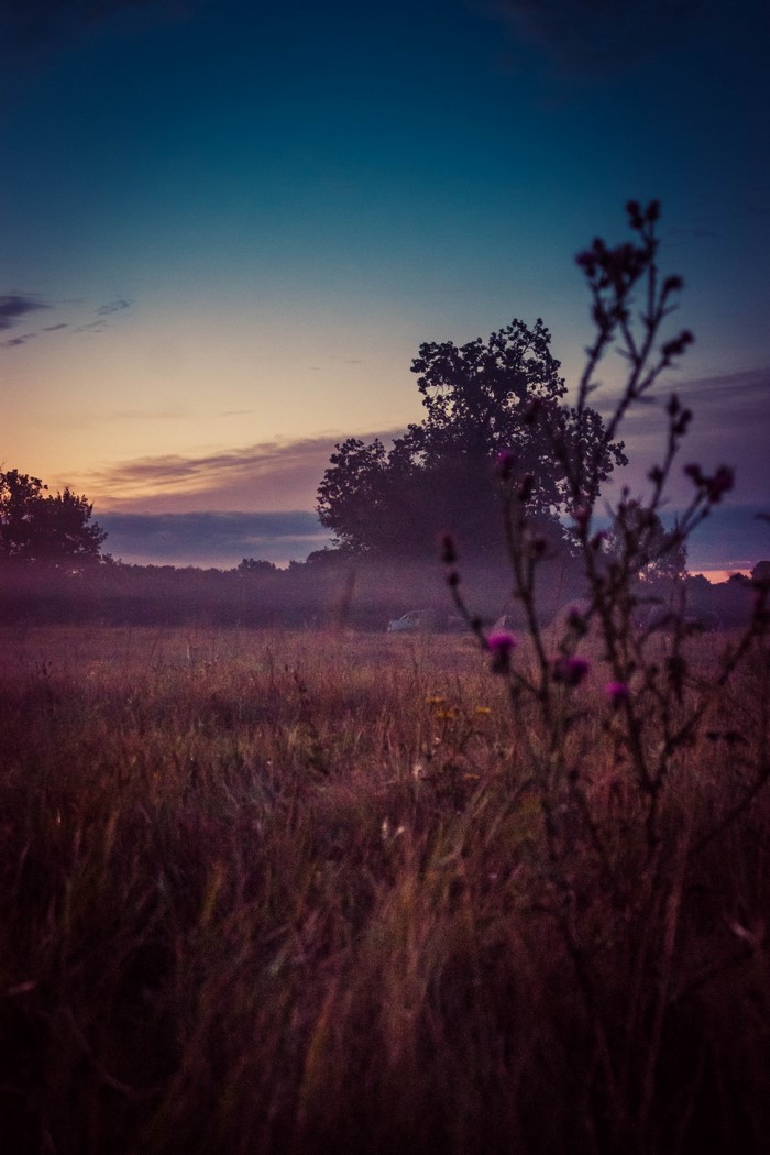 Field at dusk with trees and fog