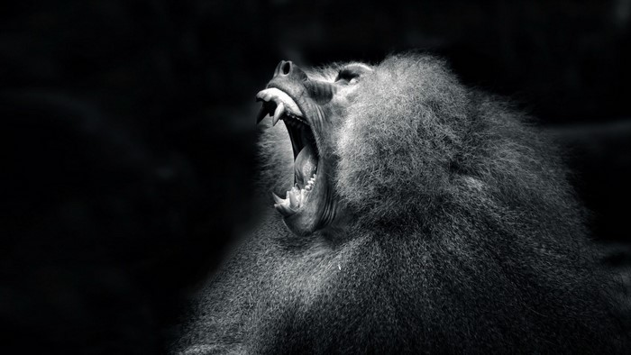 Monochrome close-up of a baboon yawning
