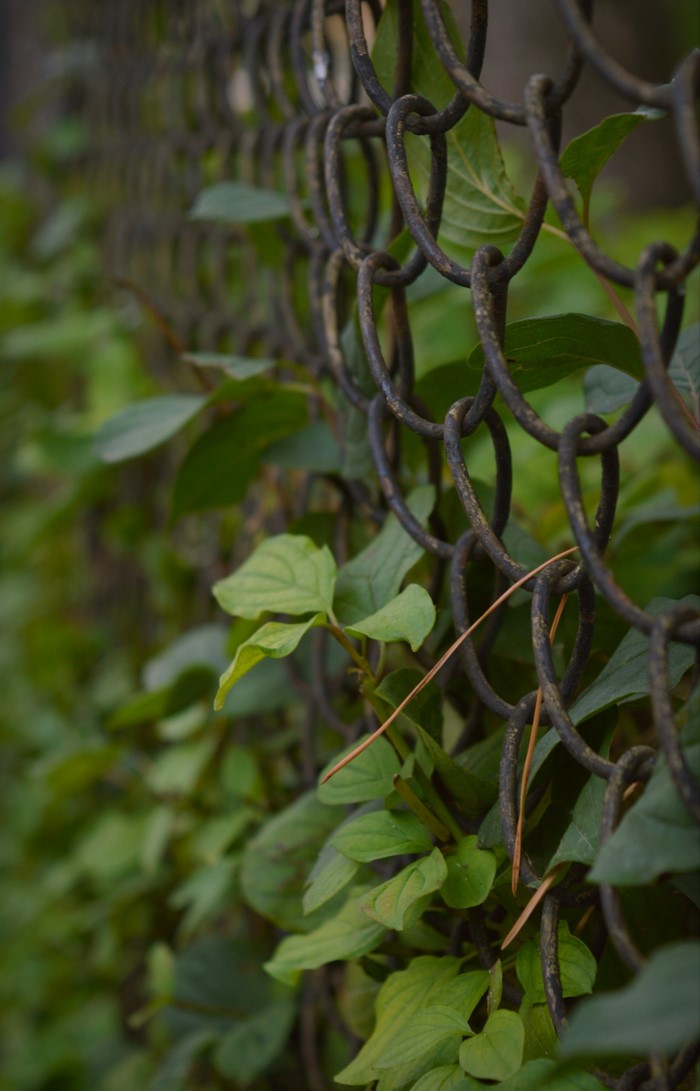 Green leaves growing on a chain-link fence