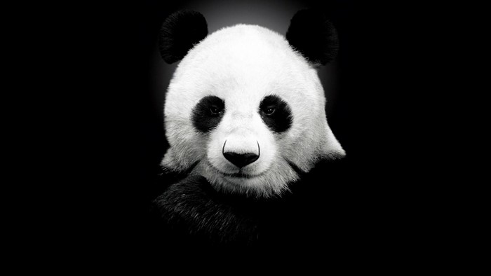 Close-up of a giant panda's face