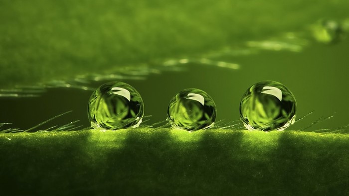 Three water drops on a green leaf with reflections