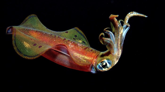 Close up of a colorful squid underwater