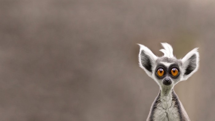 Ring-tailed lemur with large orange eyes