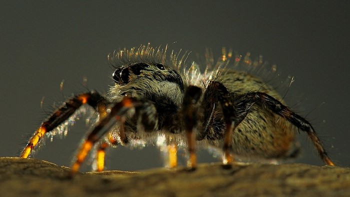 Close-up macro photography of a jumping spider