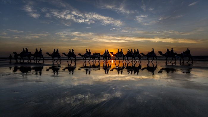 Camels walking on a beach at sunset with reflections