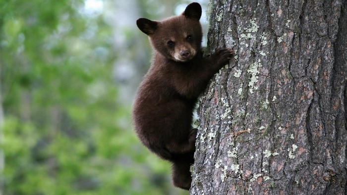 A young bear cub climbs a tree trunk
