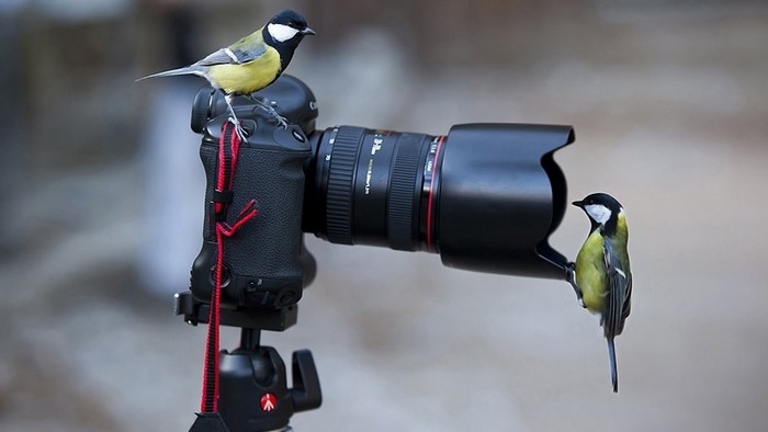 Two birds on a camera on a tripod