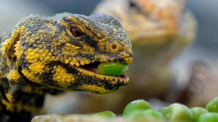 Close-up of a lizard eating a pea