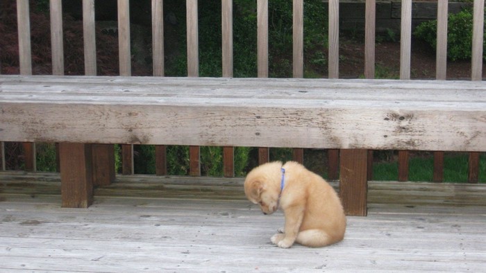 Golden Retriever puppy sitting on a wooden deck