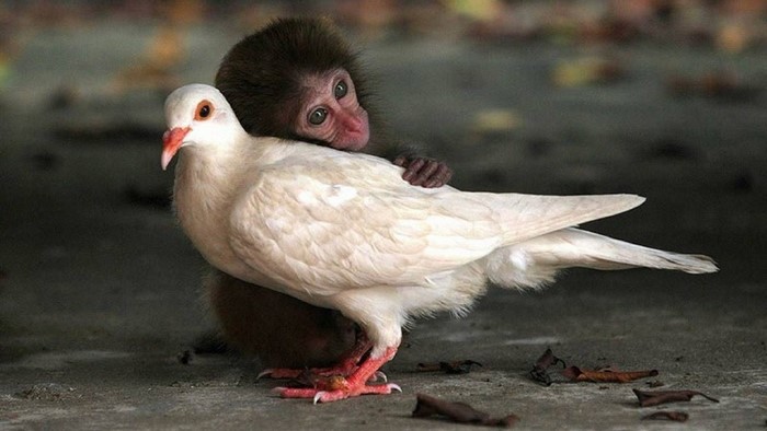 Baby monkey hugging a white dove