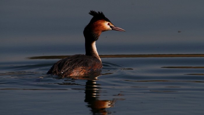 Great Crested Grebe swimming on water at sunset