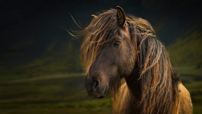 Close-up of a brown horse with a flowing mane