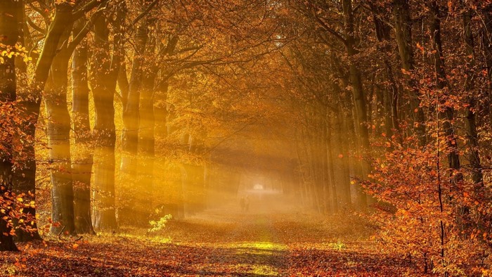 Sunlight filtering through trees in an autumn forest