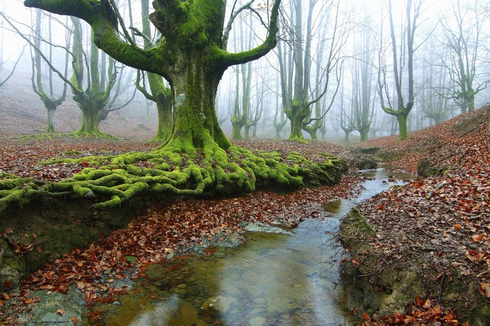 Moss-covered trees and a stream in a foggy forest